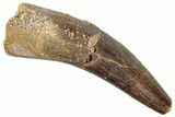 Fossil Plesiosaur (Zarafasaura) Tooth - Morocco #296394-1